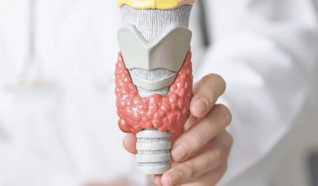 Doctor holding anatomical thyroid model