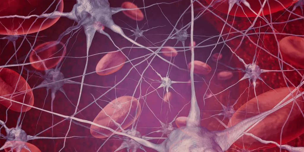 Neuronal connections with red blood cells